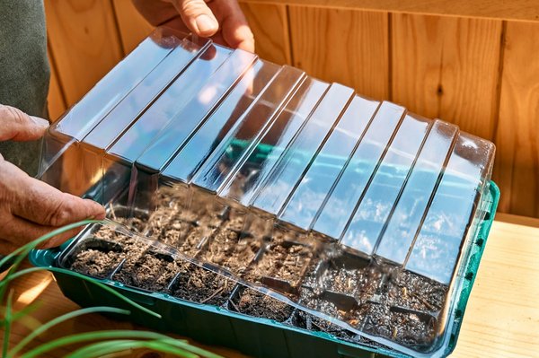 Quelles sont les astuces pour construire un mini-écosystème aquatique en bocal ?