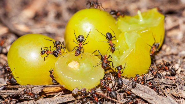 Les fourmis tapinoma magnum : une espèce en expansion en Europe