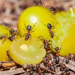 Les fourmis tapinoma magnum : une espèce en expansion en Europe